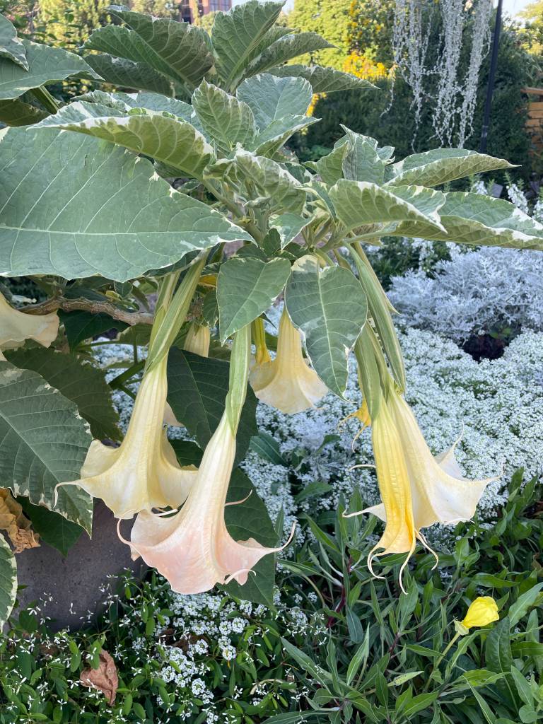 Plant name: Angel